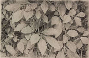 Image description is not available for 2015.013